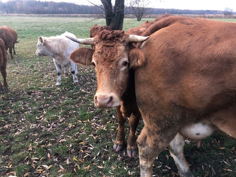 Jedna z krów, która pasła się na granicy Józefki i Dobieszowic