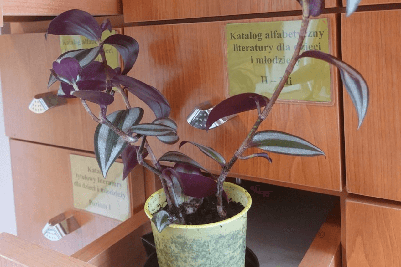 Sadzonki w piekarskiej bibliotece